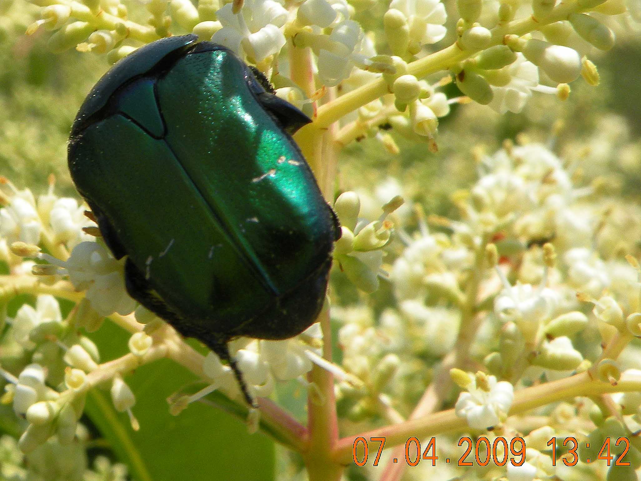 Cetonia aurata pisana